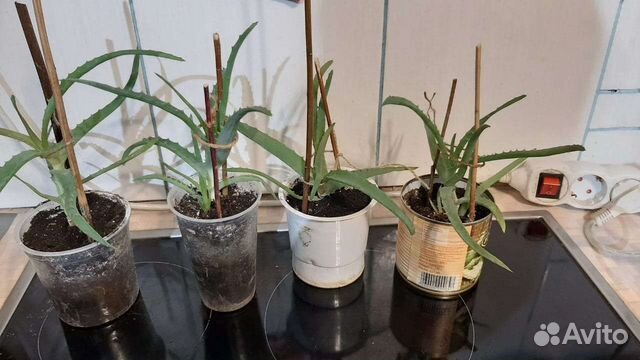 Алоэ столетник