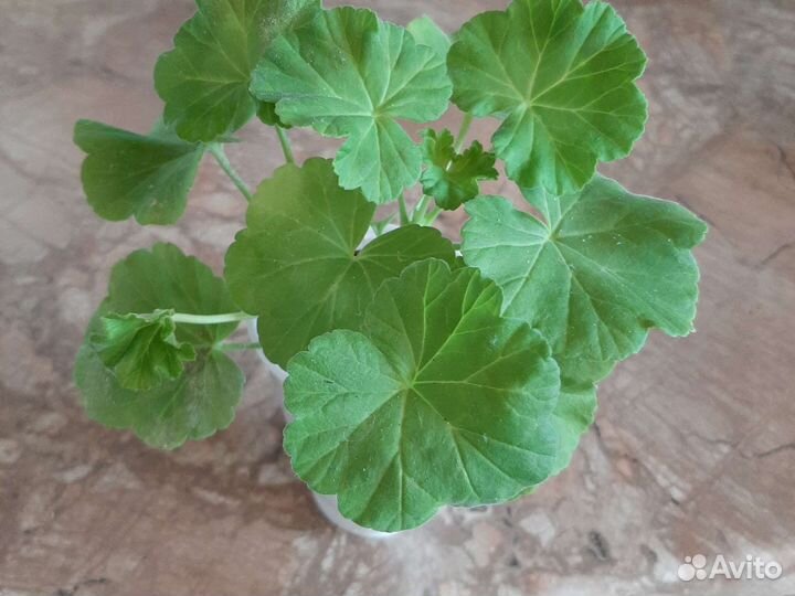 Пеларгония герань