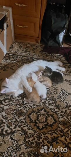Отдаем котят в добрые руки