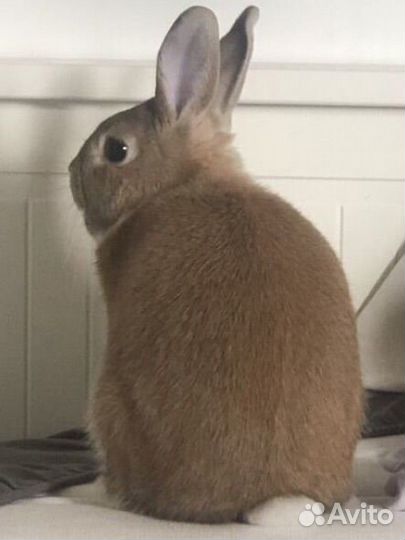 Кролик с клеткой