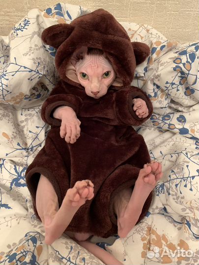 Одежда для сфинксов