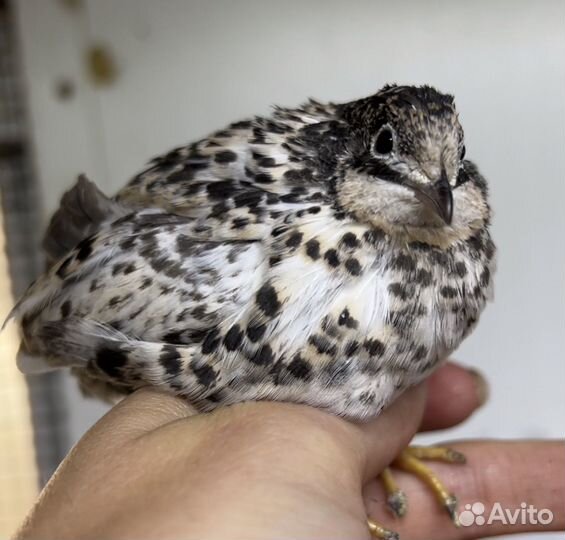 Перепела продажа