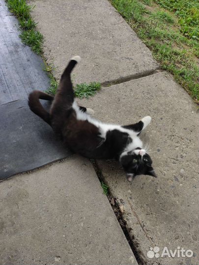 Котик Прошка в добрые руки