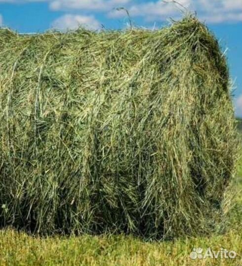 Продам сено в рулонах