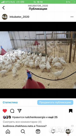 Утки и т.д