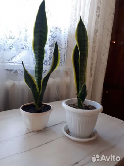 Сансевиерия