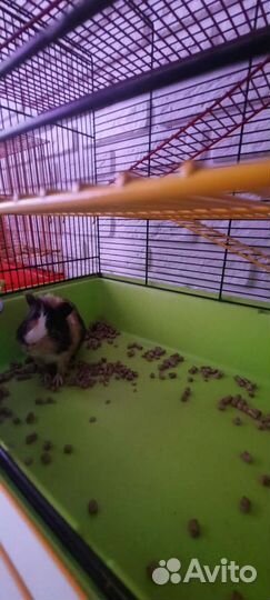 Морская свинка+клетка+опилки+сено+миска и поилка