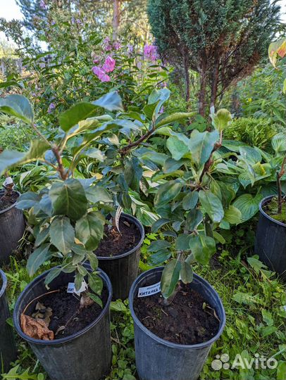 Яблоня колоновидная Камиха,Есения,Поэзия,Восторг