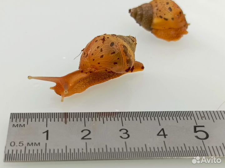 Улитки ахатины