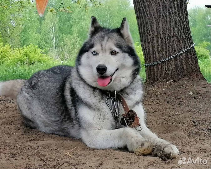 Хаски девочка
