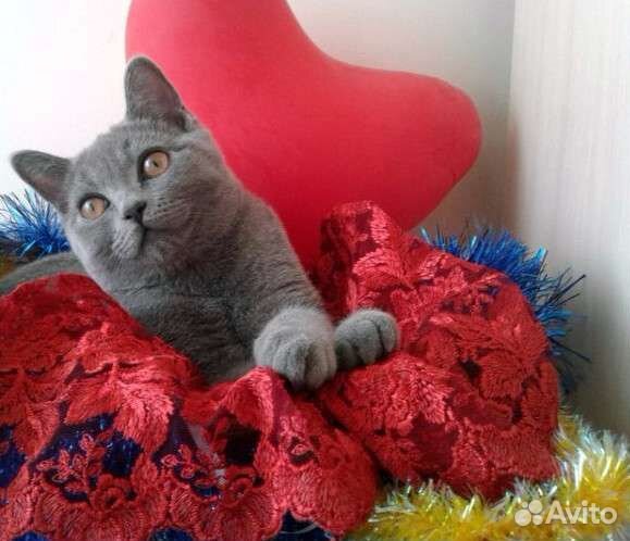 Передержка кошек