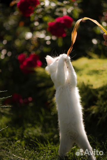 Котята британцы и бесплатно