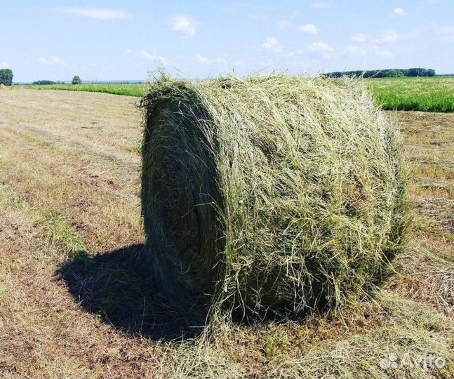 Сено, солома, люцерна