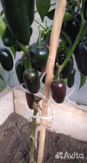 Семена острого перца Халапенью блек