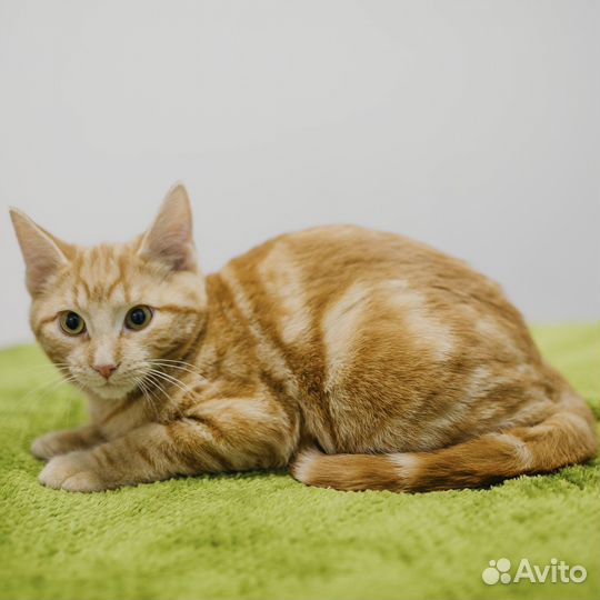 Котенок рыжий в дар