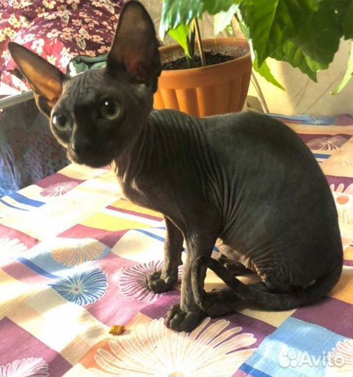 Канадский сфинкс котенок