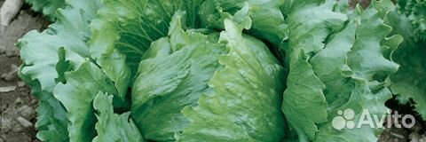 Семена Салата 