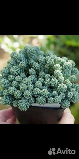 Седум японика и другие суккуленты