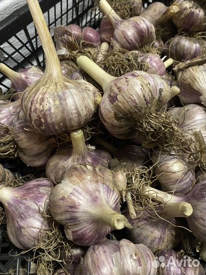 Чеснок домашний