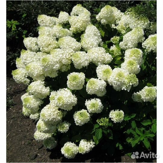 Гортензия метельчатая 'Сильвер Доллар'