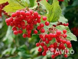 Калина красная