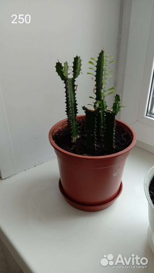 Комнатные растения цветы