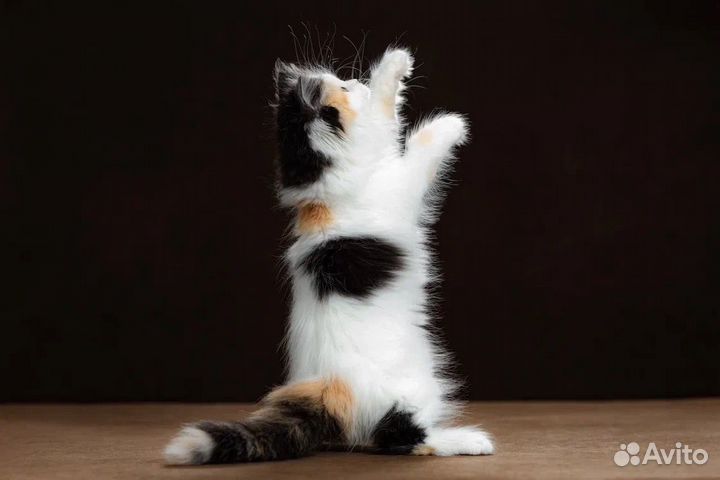 Шотландская кошечка