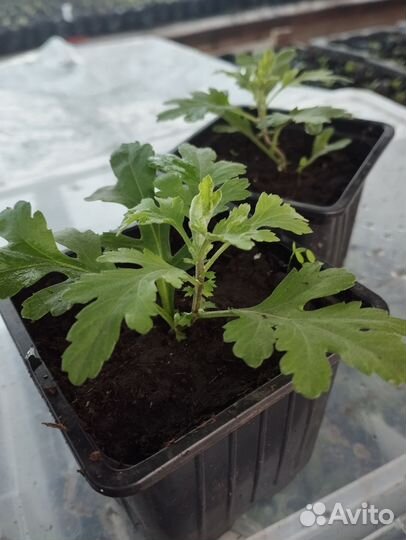 Хризантемы мультифлора