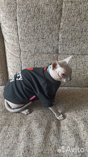 Донской сфинкс кот