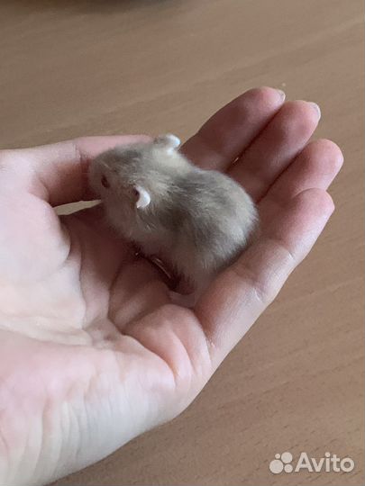 Джунгарский хомяк