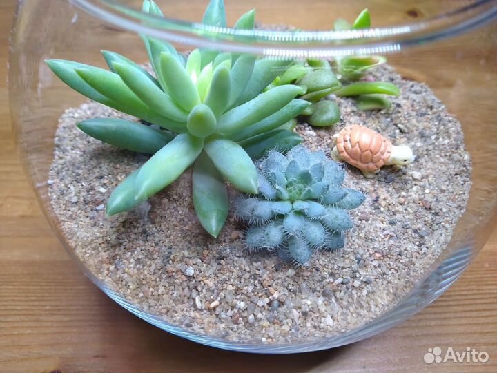 Флорариум с суккулентами