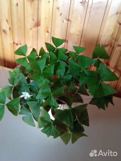 Мадам батерфляй-кислица