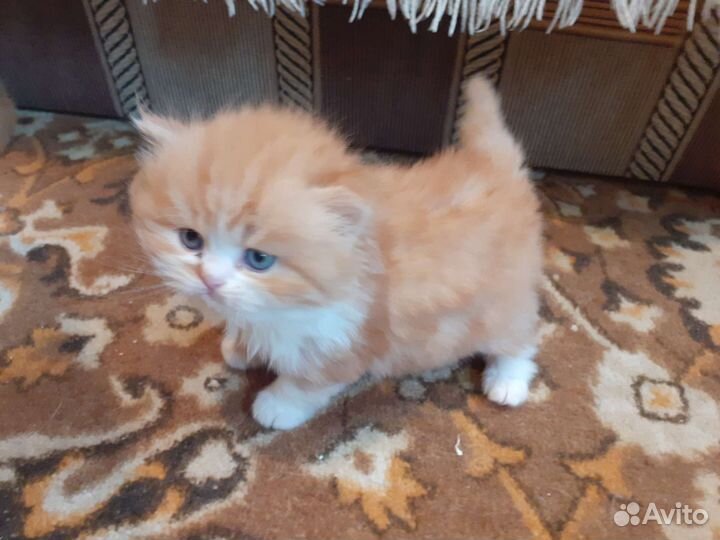 Котята персы