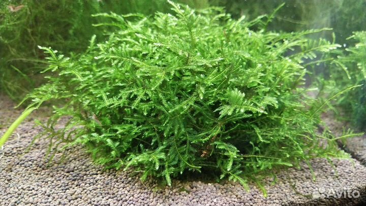 Растения. Декорации. Аксессуары