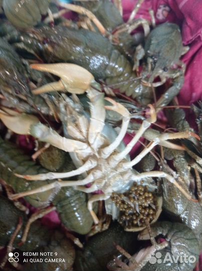Раки живые алтайские наисвежайшие 1200