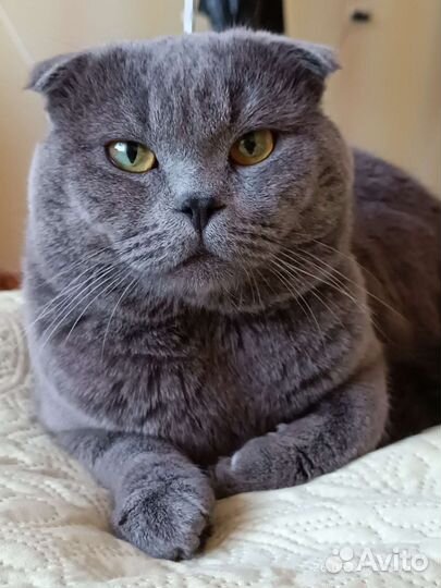 Кот на вязку, Шотландский фолд, опытный
