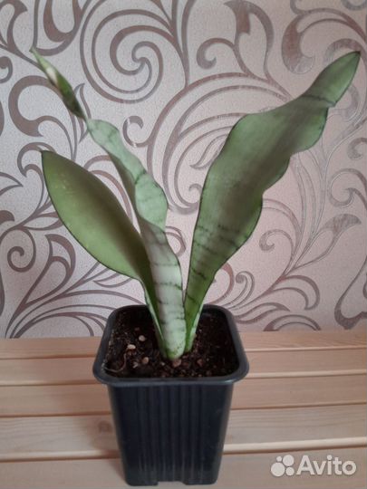 Сансевиерия муншайн