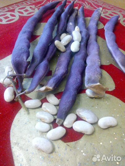 Коллекционная фасоль