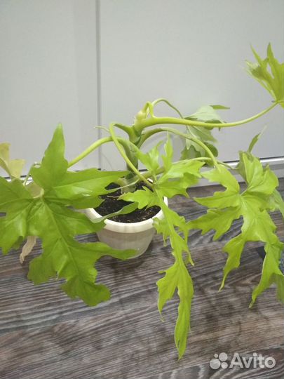 Цветы:Филодендрон Розовая принц,Ксанаду,Селло Голд