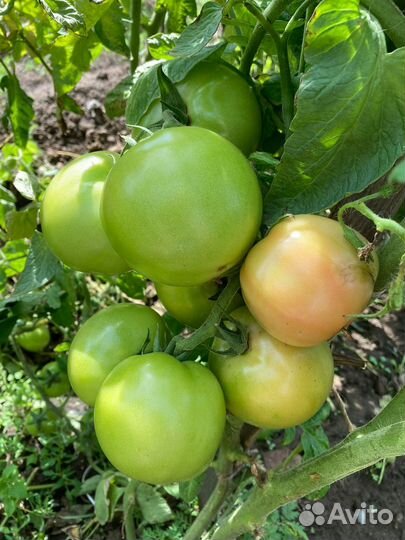 Помидоры зелёные домашние