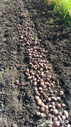 Картофель домашний