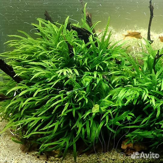 Взрослые большие растения для аквариума