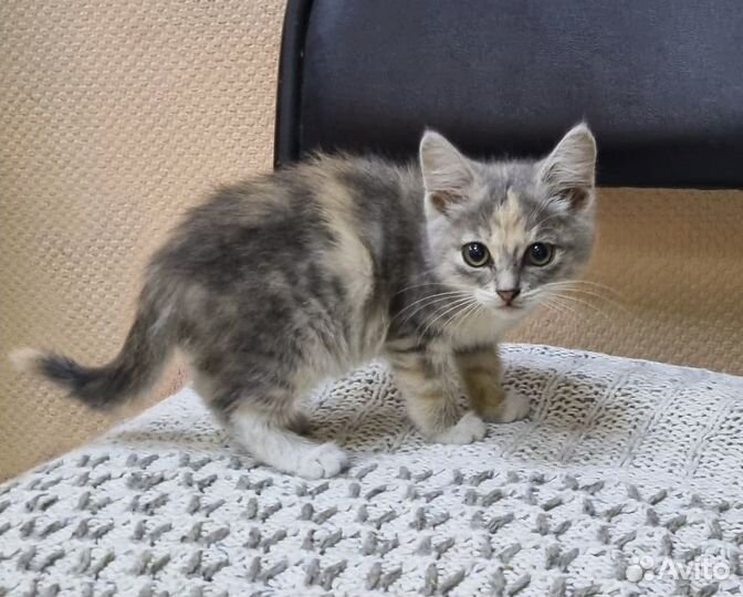 Алиса - светлая котенок-девочка, 