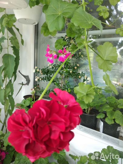 Плющелистные пеларгонии