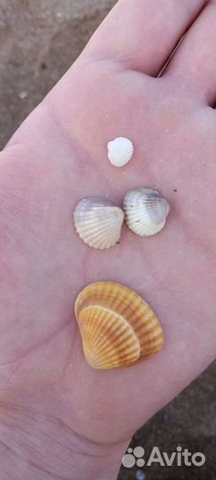 Морские ракушки раковины