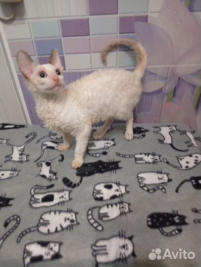 Котята корниш-рекс