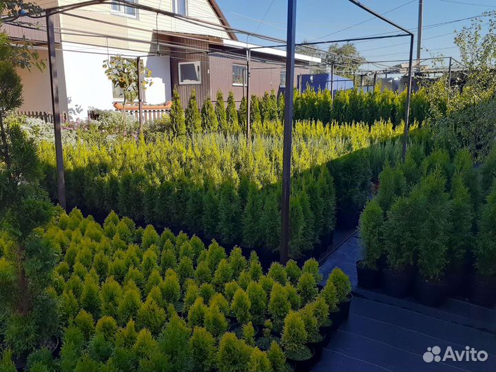 Туя Смарагд