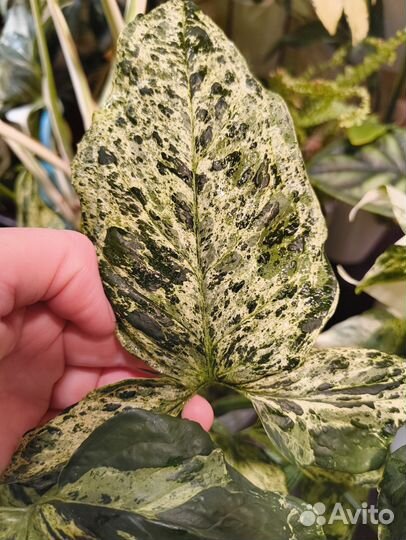 Сингониум Мохито (Mottled Arrowhead)