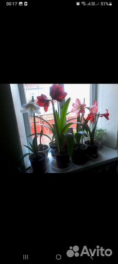 Гипеаструм разные цвета