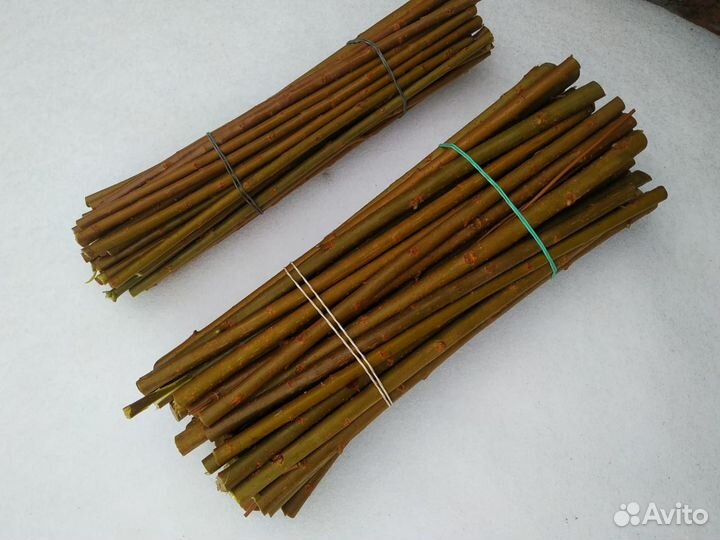 Черенки ивы Американка (американка гигантская)